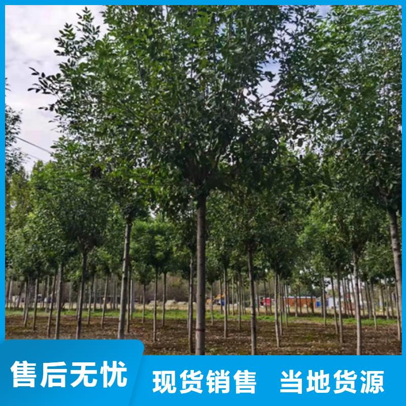 速生法桐可靠优惠大厂家实力看得见