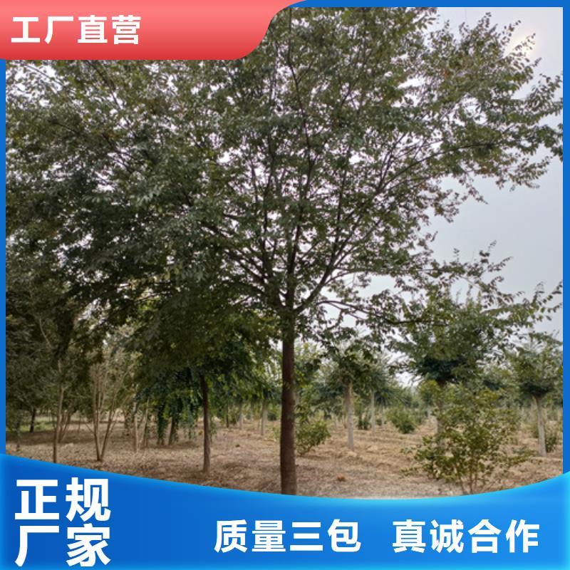 法桐价格规格齐全绿化乔木不只是质量好