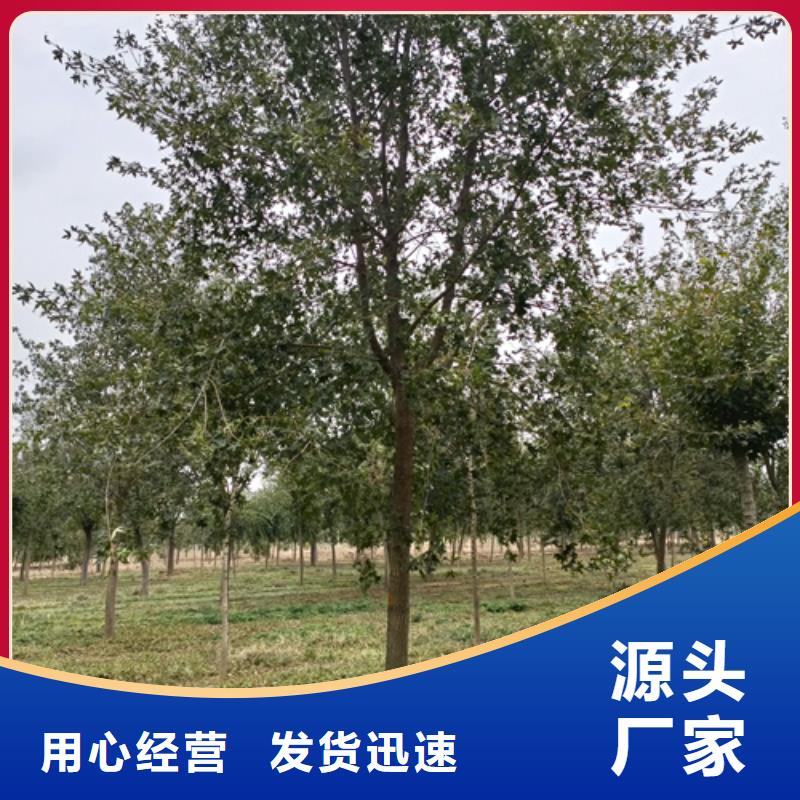 定制速生法桐的基地当地生产商