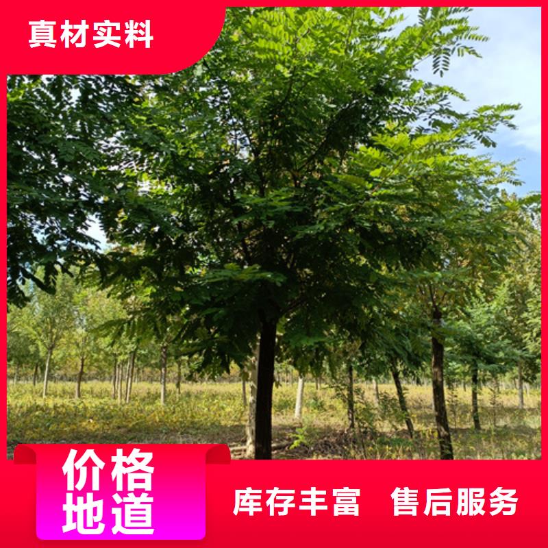 性价比高的法桐行情批发商客户满意度高