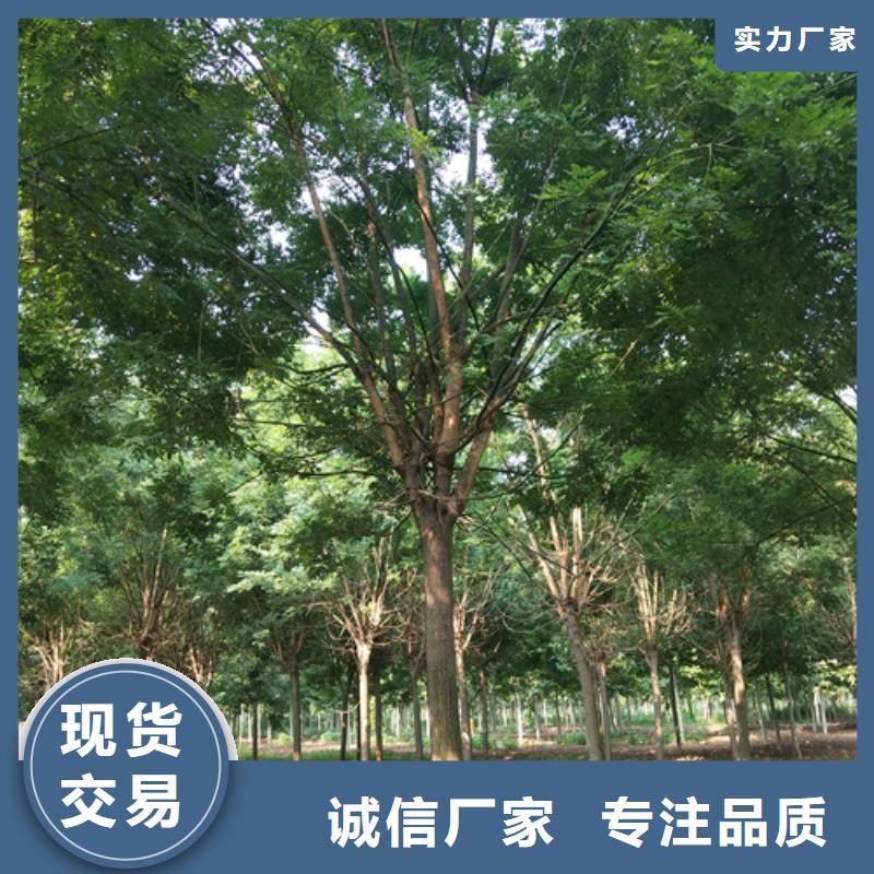 找法桐小苗全国统一价符合标准