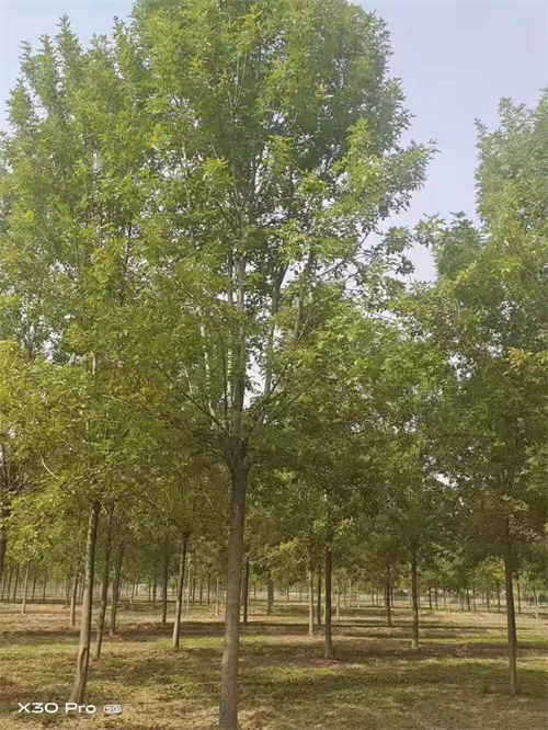 供应法桐_厂家/供应用品质赢得客户信赖