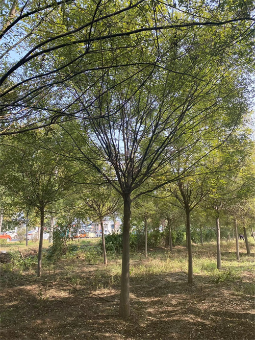 品质保证的造型法桐厂家当地生产厂家
