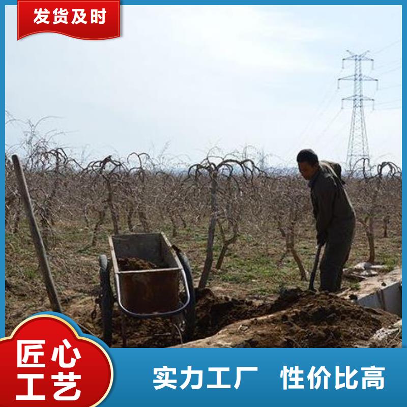 桥东干鸡粪哪里卖本地生产厂家