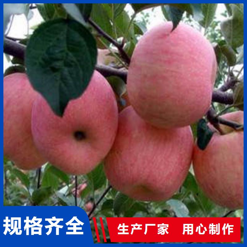 红富士苹果【苹果种植基地苹果种植基地】品种全同城经销商