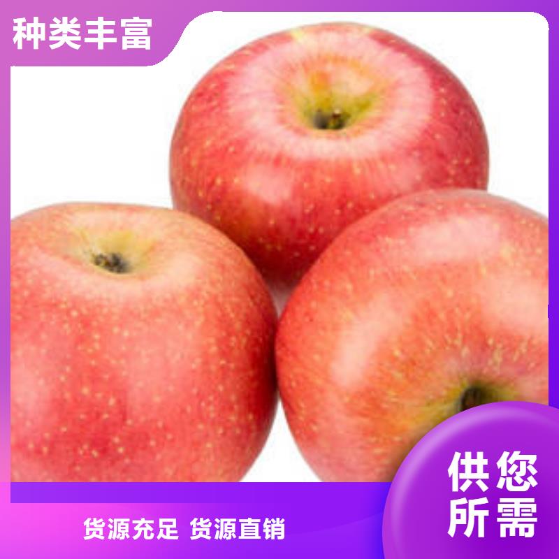红富士苹果-嘎啦苹果可定制价格公道合理