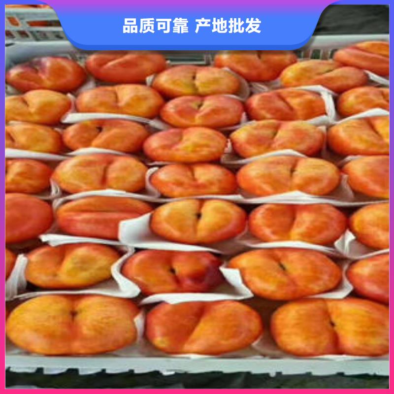 桃树苗【苹果苗】源头厂源头货本地厂家