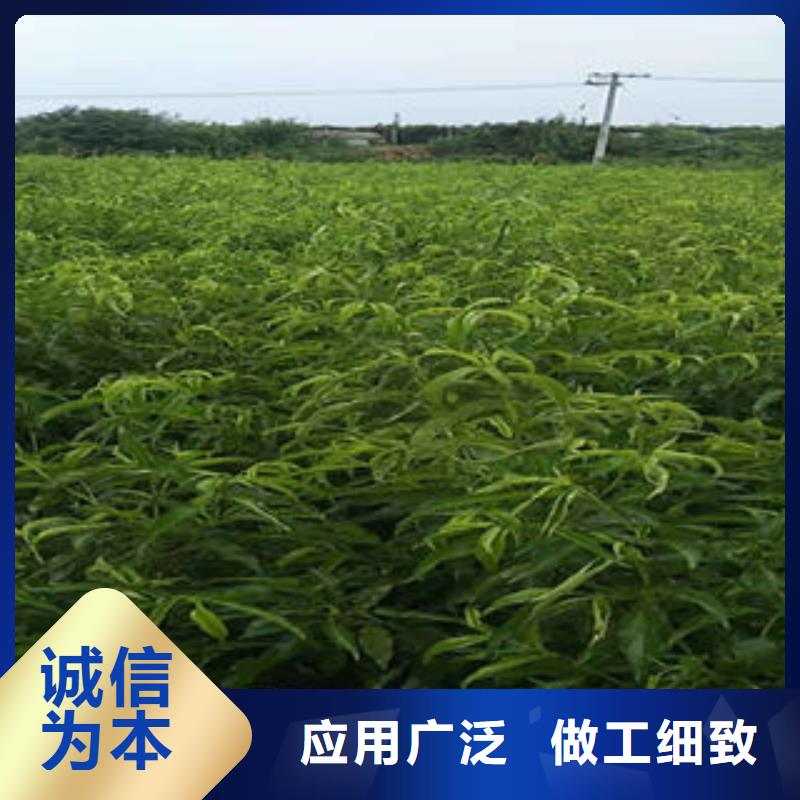 桃树苗快速生产厂家