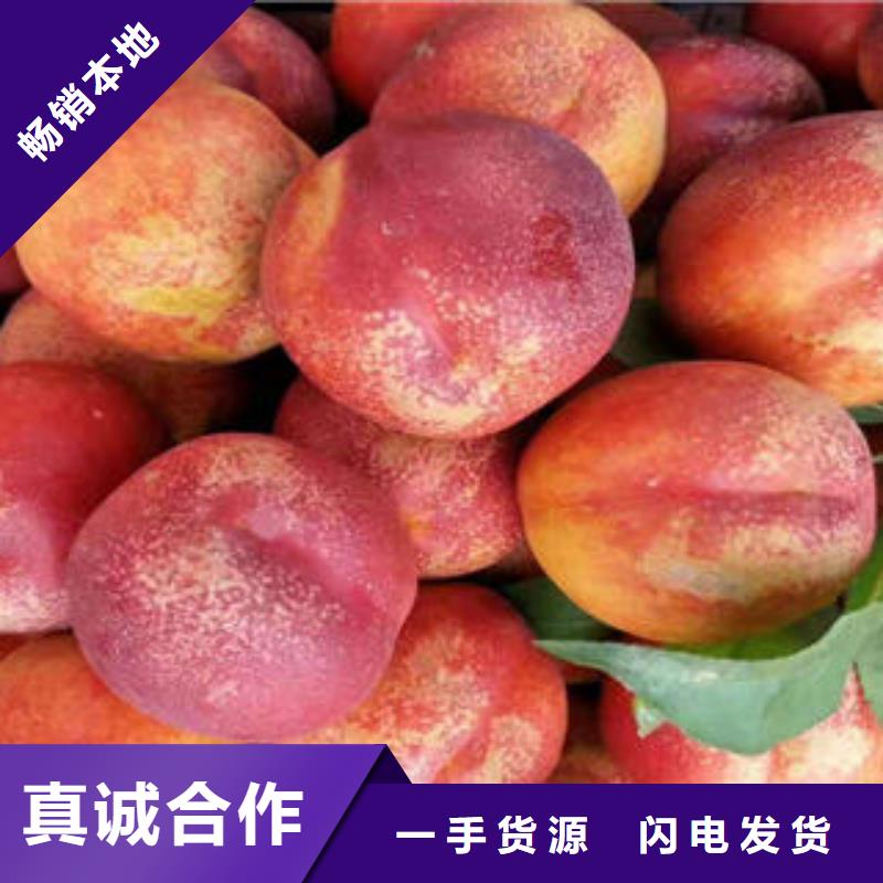 桃树苗梨树苗产地厂家直销好品质用的放心