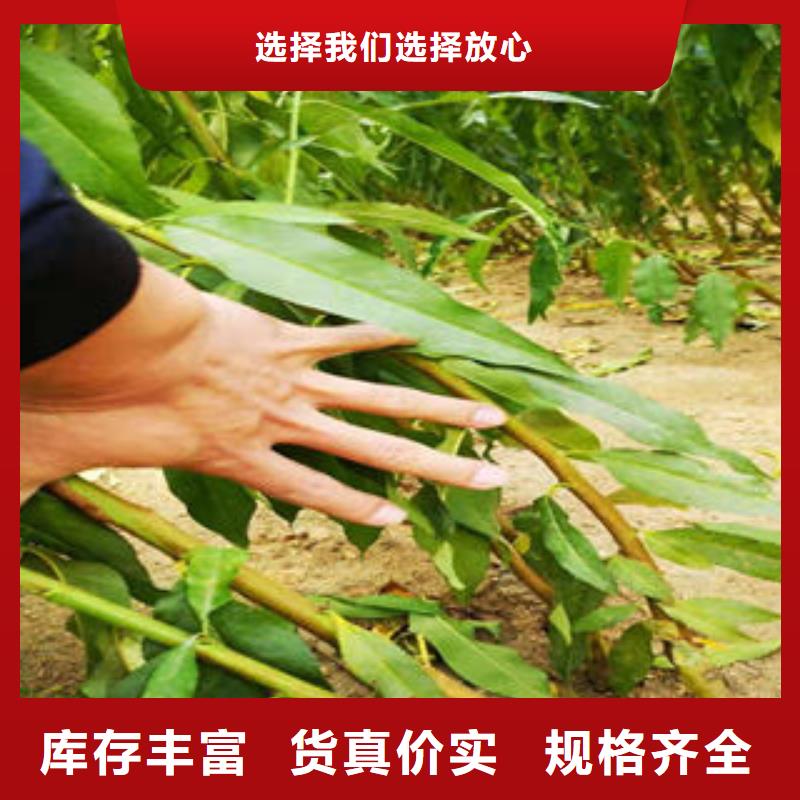 桃树苗蓝莓苗准时交付诚信可靠
