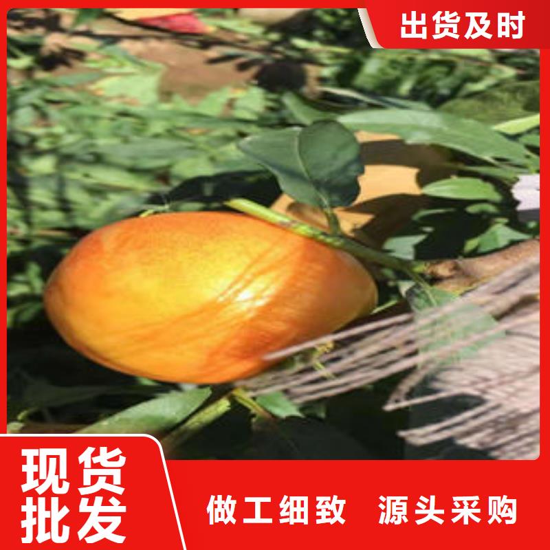 【桃树苗蓝莓苗甄选好物】本地生产厂家