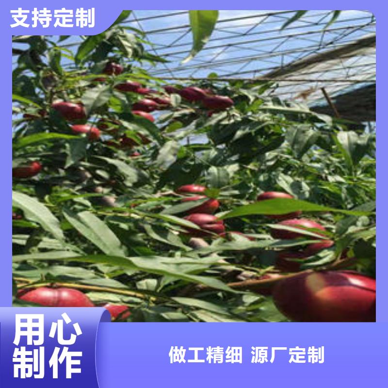 桃树苗_蓝莓苗您身边的厂家厂家直销售后完善