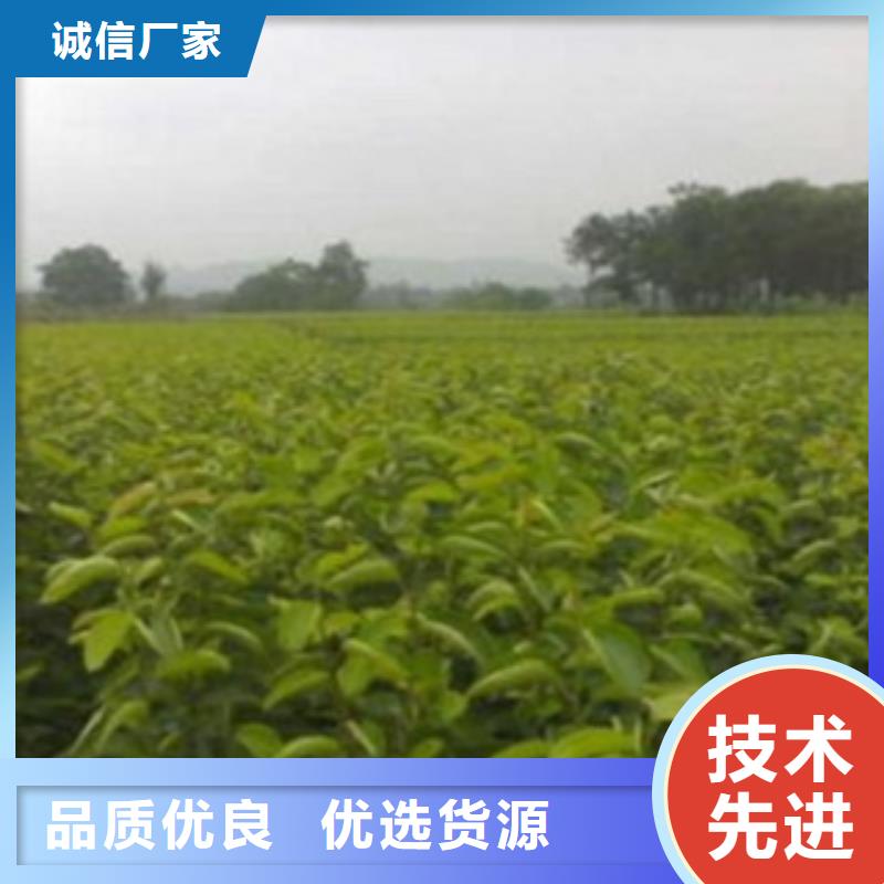 梨树苗蓝莓苗正规厂家使用方法