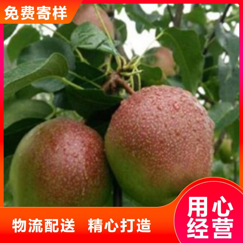 梨树苗花椒苗源头厂家直销当地货源