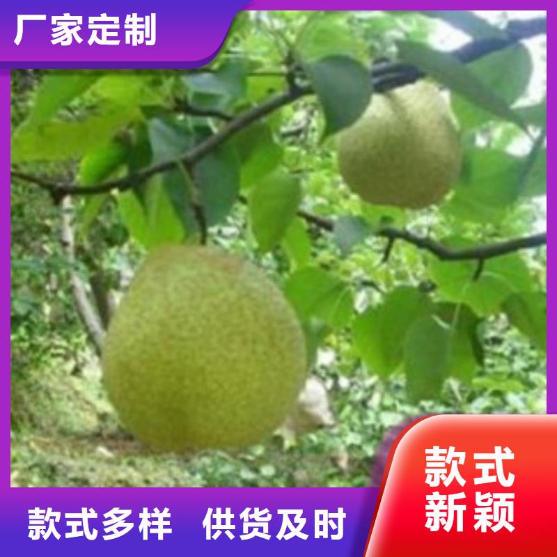 梨树苗用心做好每一件产品同城厂家