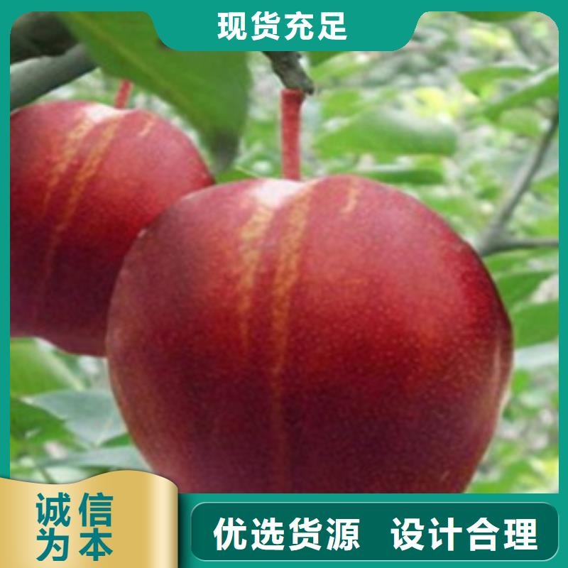 梨树苗李子苗厂家工艺先进检验发货