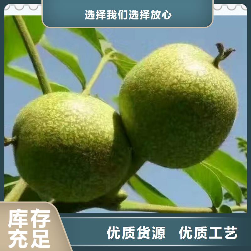 核桃苗蓝莓苗厂家品控严格工厂直供
