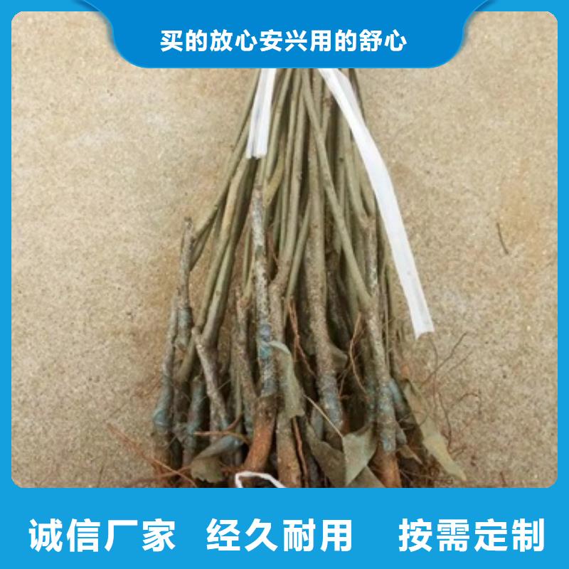 板栗苗桃树苗厂家直销放心当地货源