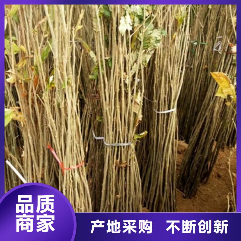 板栗苗桃树苗每个细节都严格把关厂家直销售后完善