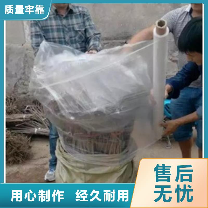 【板栗苗花椒苗销售的是诚信】当地厂家