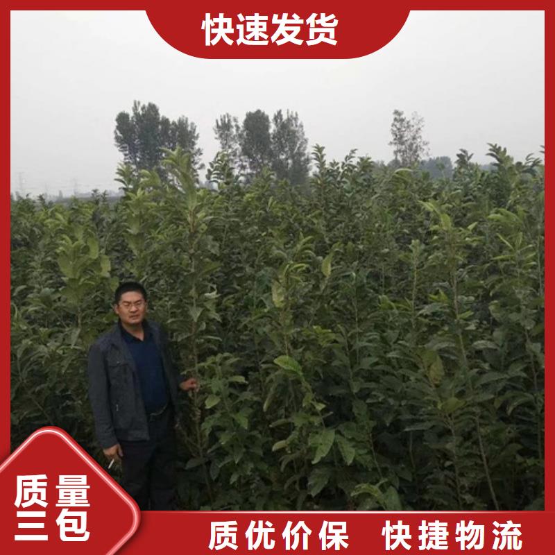 板栗苗花椒苗专注生产制造多年当地货源
