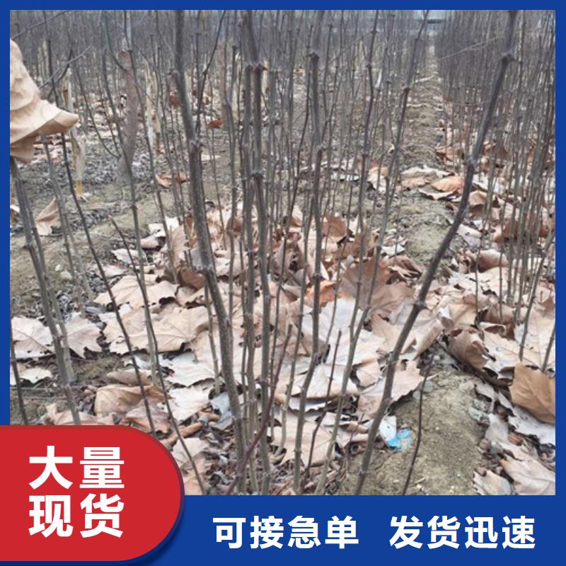 花椒苗梨树苗货源直销同城供应商