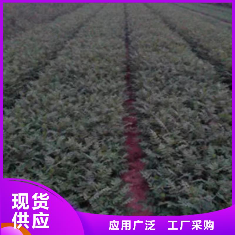 花椒苗蓝莓苗定制批发同城制造商