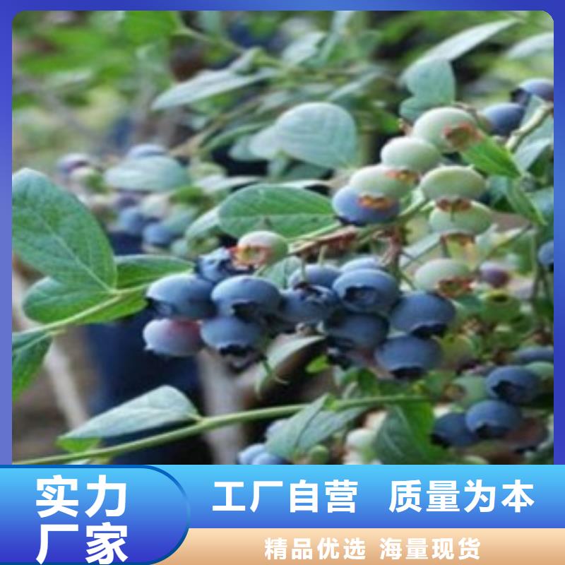 蓝莓苗核桃苗一个起售当地厂家