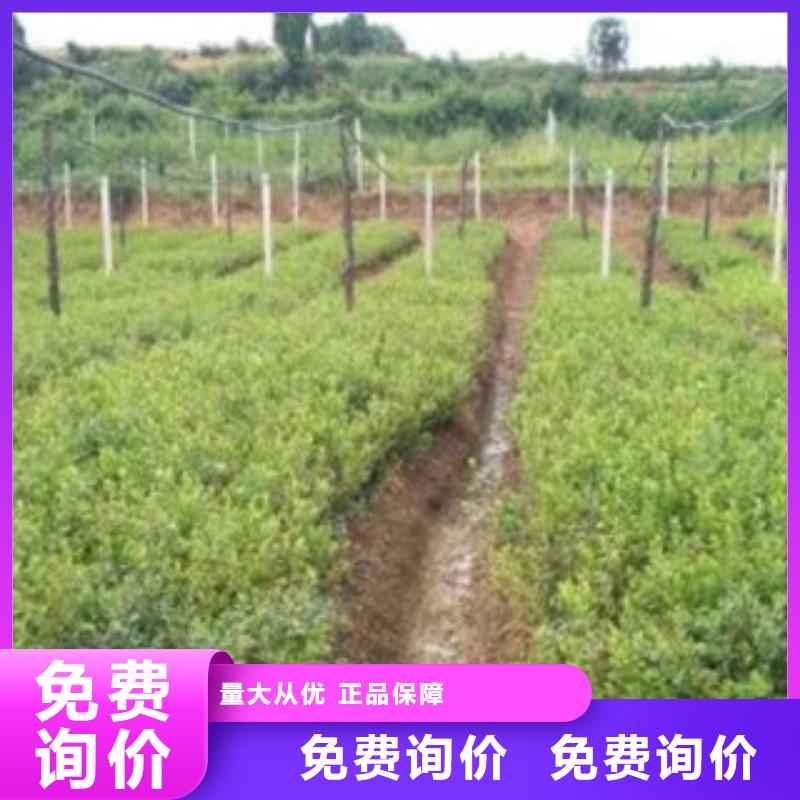 蓝莓苗板栗苗厂家实力大本地公司