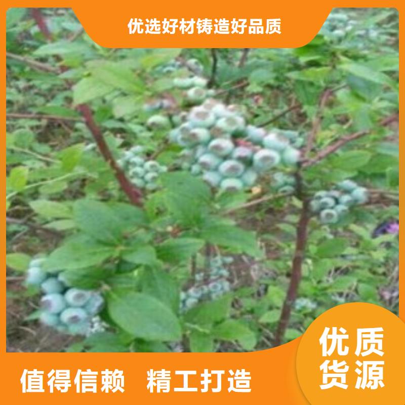 【蓝莓苗花椒苗优势】货源充足