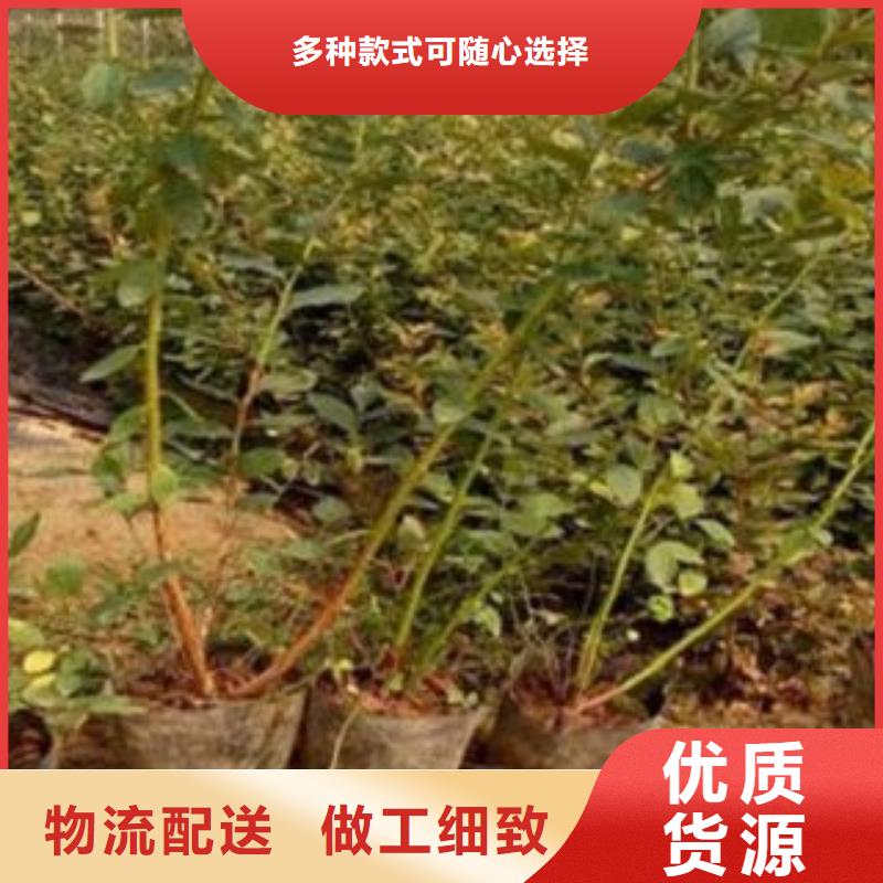 ​蓝莓苗,桃树苗款式新颖每一处都是匠心制作