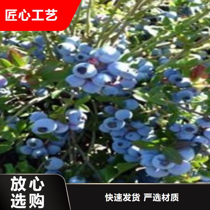 蓝莓苗核桃苗精选货源同城货源