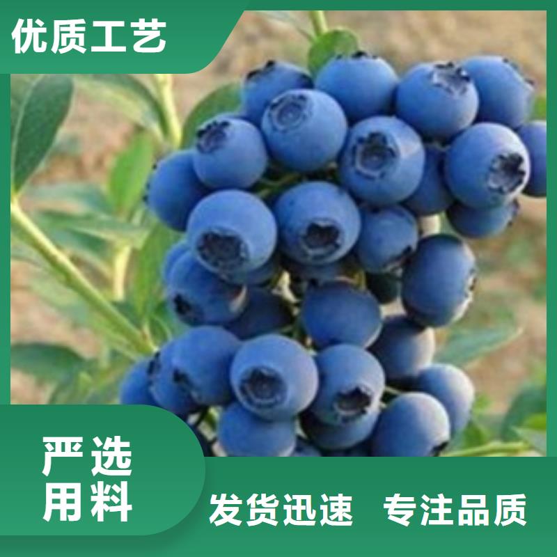 蓝莓苗李子苗让客户买的放心专业品质