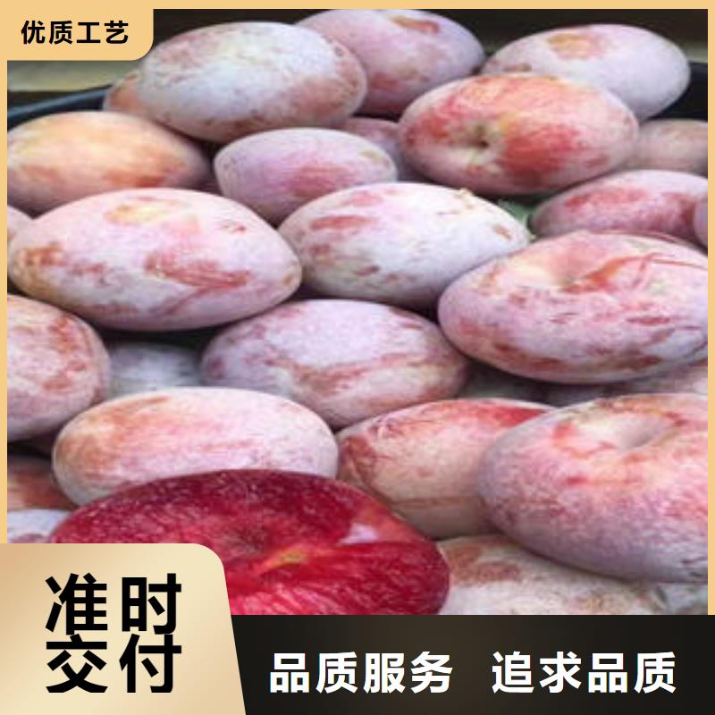 李子苗桃树苗专注细节更放心同城供应商