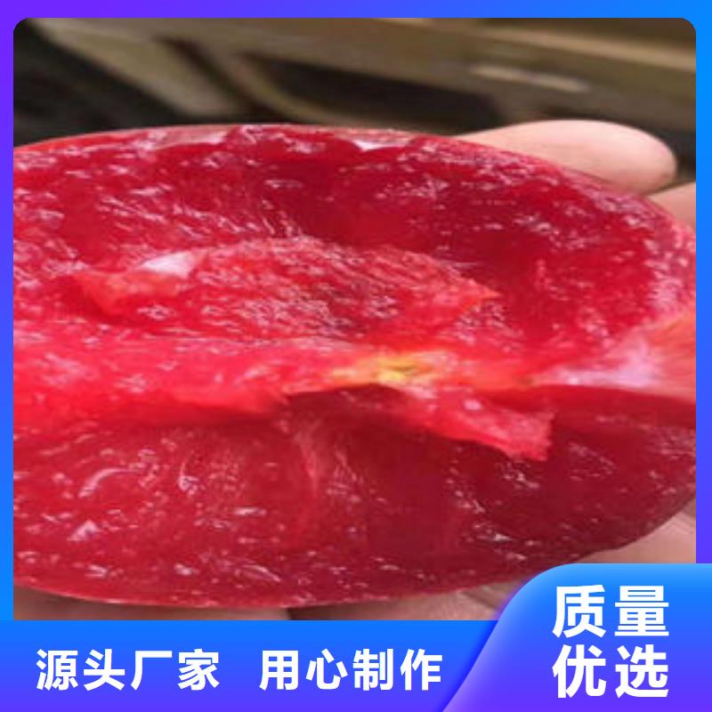 李子苗桃树苗专注质量本地厂家