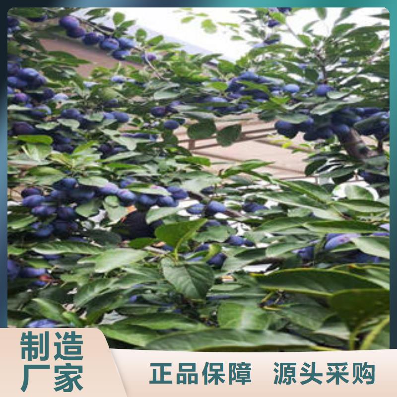 李子苗货源稳定厂家大量现货