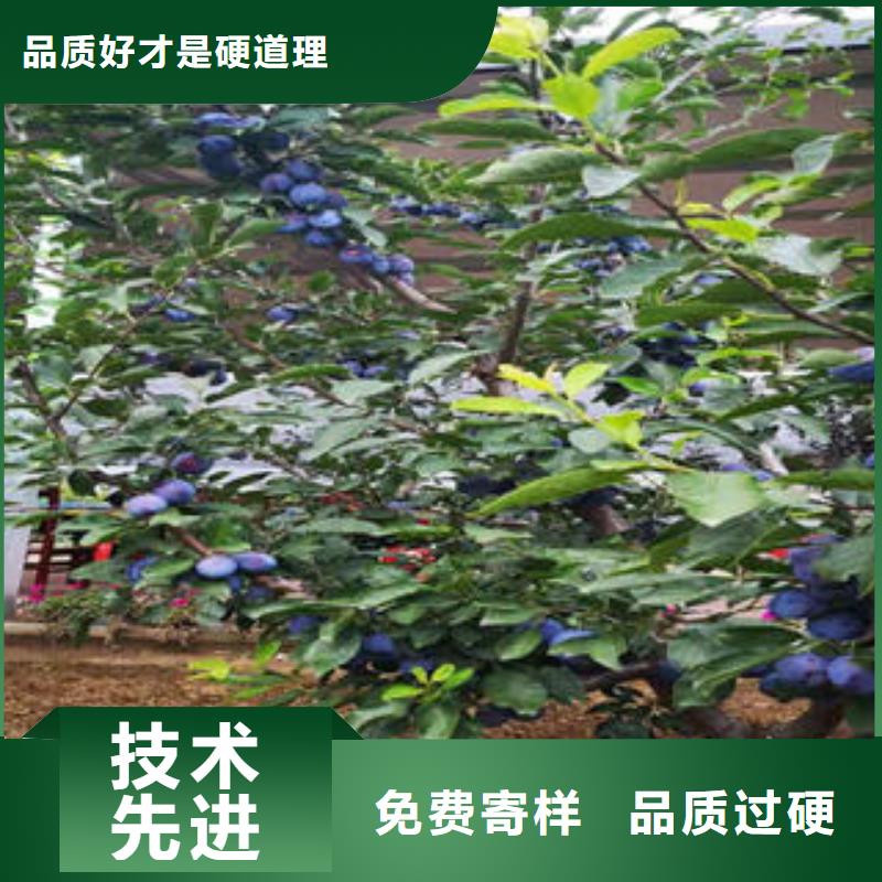 李子苗适用范围广本地供应商