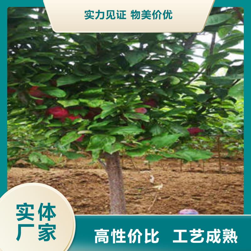 李子苗花椒苗好产品价格低多种场景适用