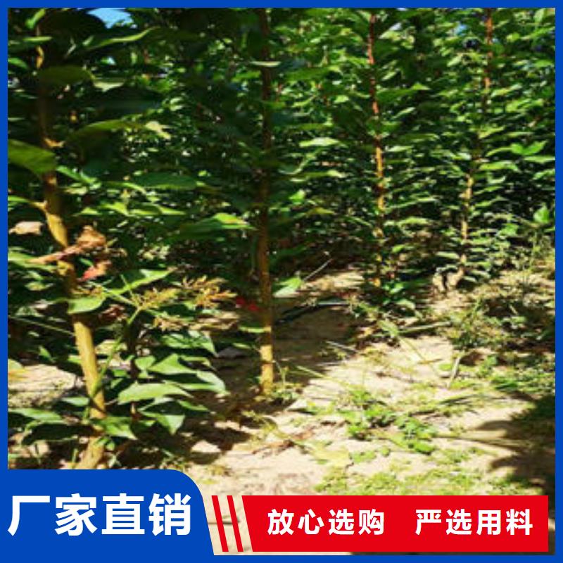 李子苗-花椒苗支持定制贴心售后现货充裕