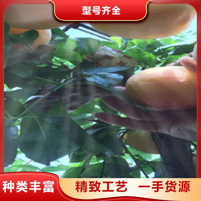 李子苗蓝莓苗现货销售同城服务商
