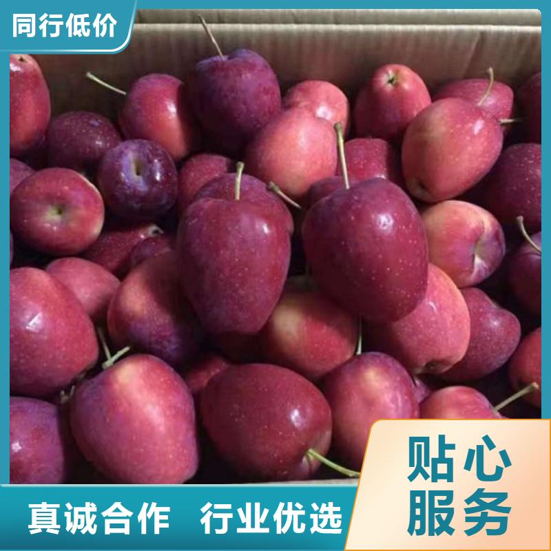 苹果苗梨树苗老客户钟爱同城生产厂家