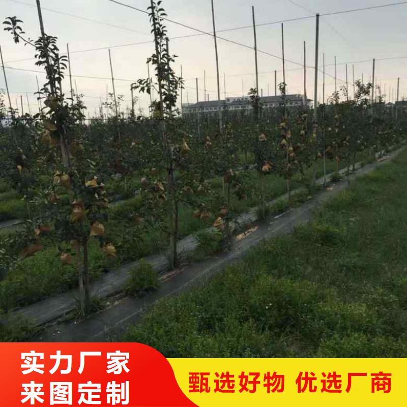苹果苗精选优质材料专注细节使用放心