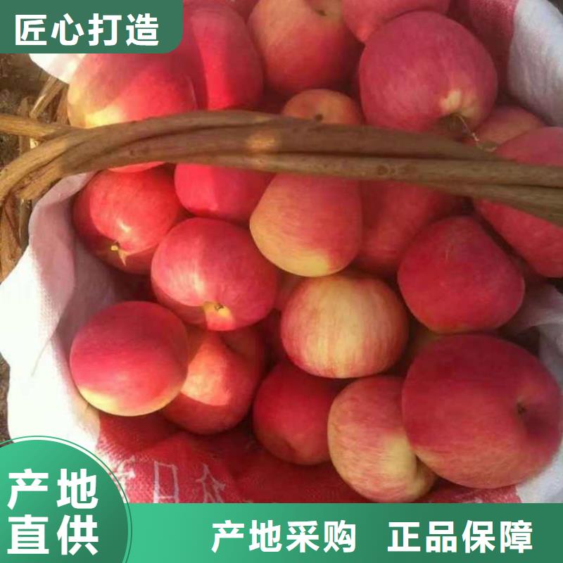 【苹果苗】山楂苗大量现货海量现货直销