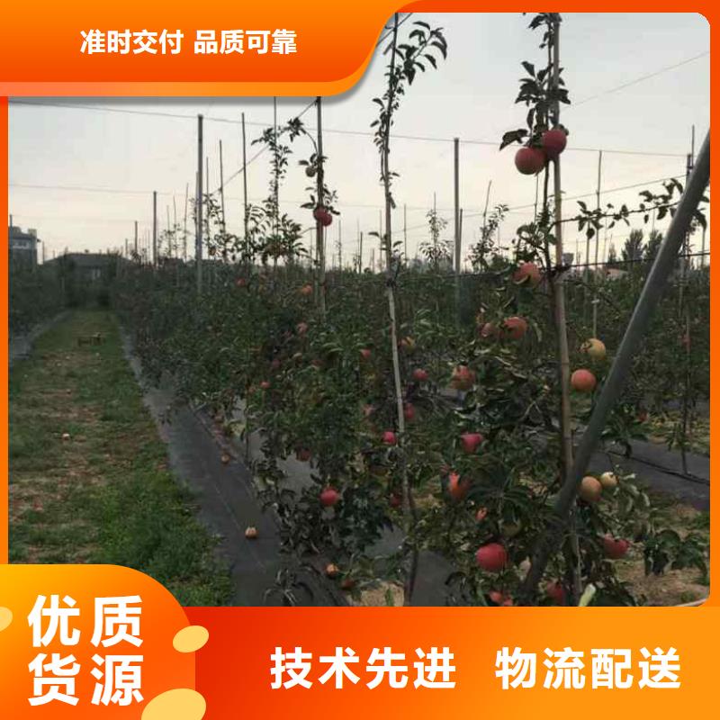 苹果苗山楂苗好货有保障制造生产销售