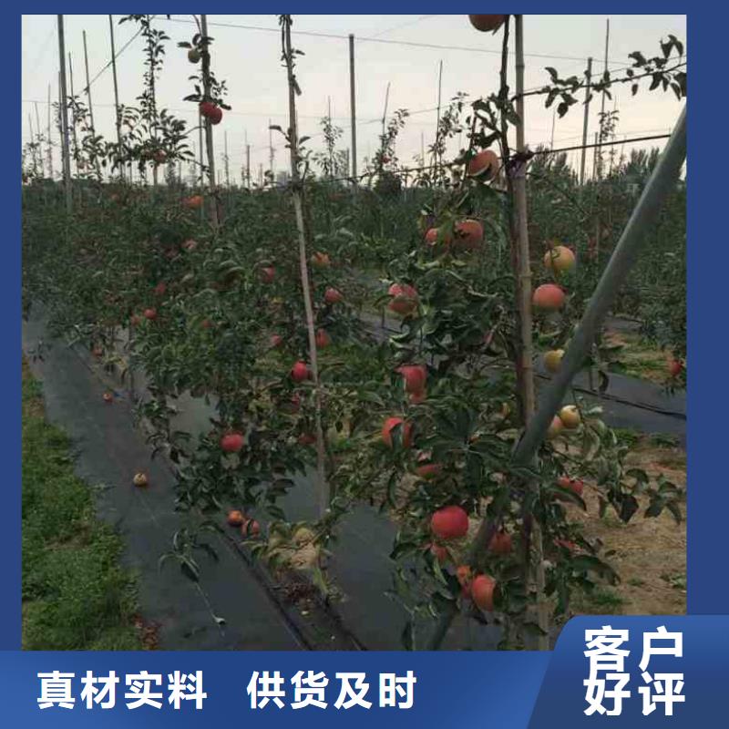 苹果苗板栗苗诚信经营现货现发厂家定制