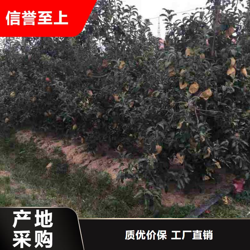 苹果苗-核桃苗出货快供应采购