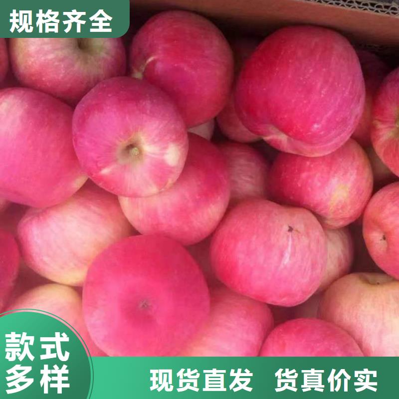 苹果苗山楂苗现货实拍厂家直营