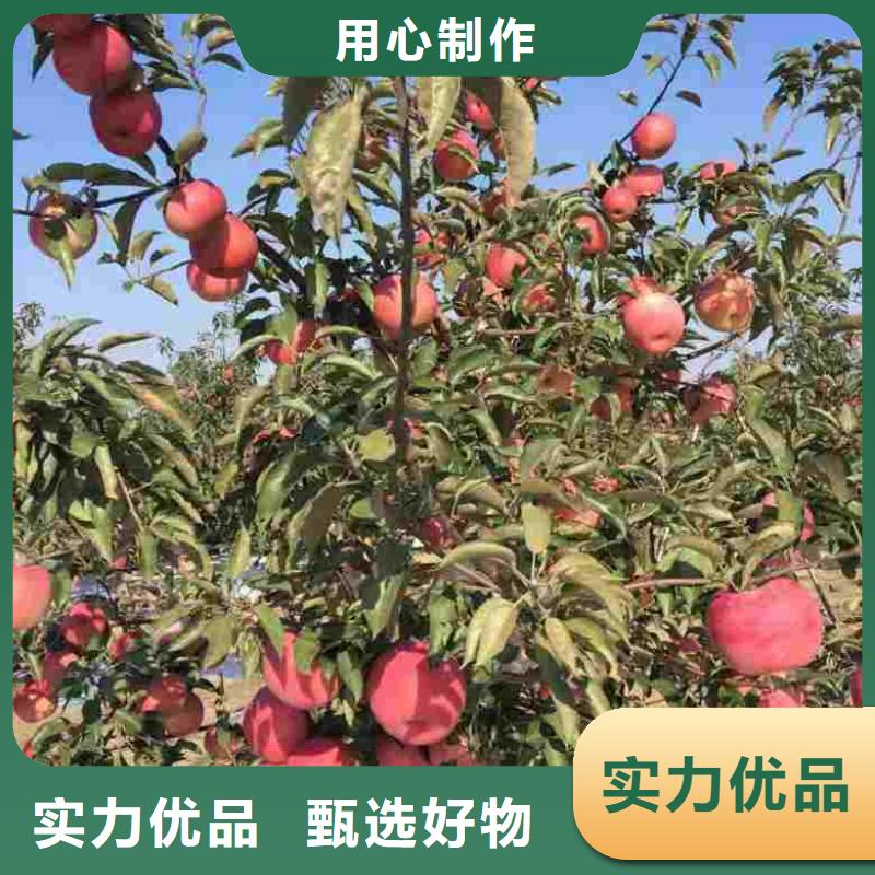 苹果苗山楂苗严选用料匠心工艺