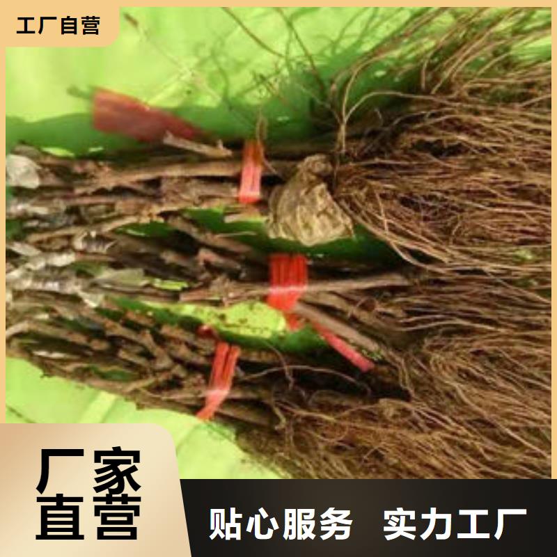 葡萄苗山楂苗源厂直销品质卓越
