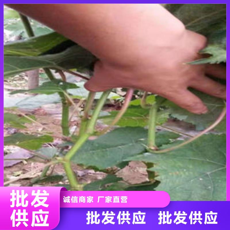 【葡萄苗李子苗老品牌厂家】支持定制加工